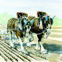 Shire Horses George & Albert Ploughing (Watercolour)